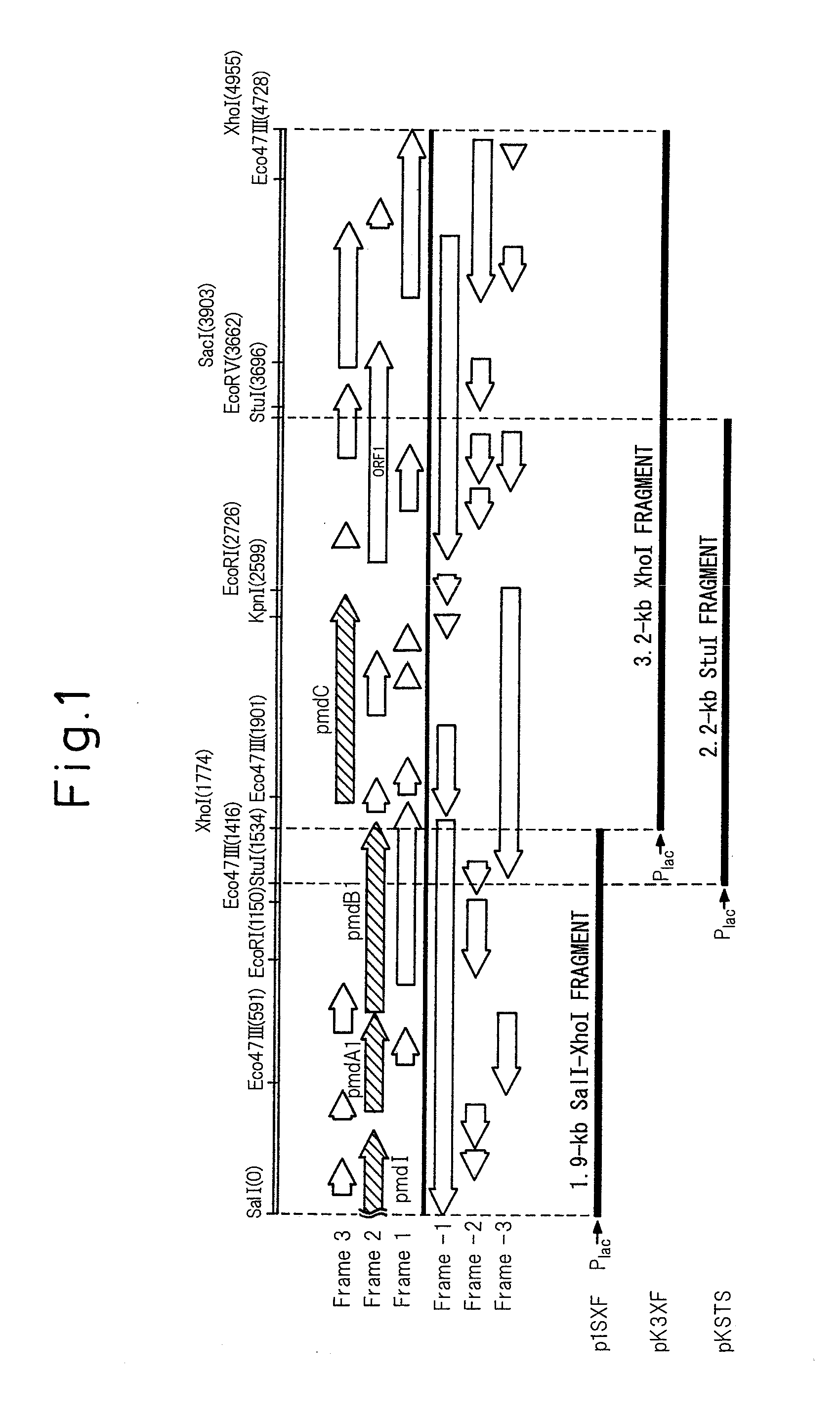 Gene-disrupted strain, recombinant plasmids, transformants and process for production of 3-carboxymuconolactone