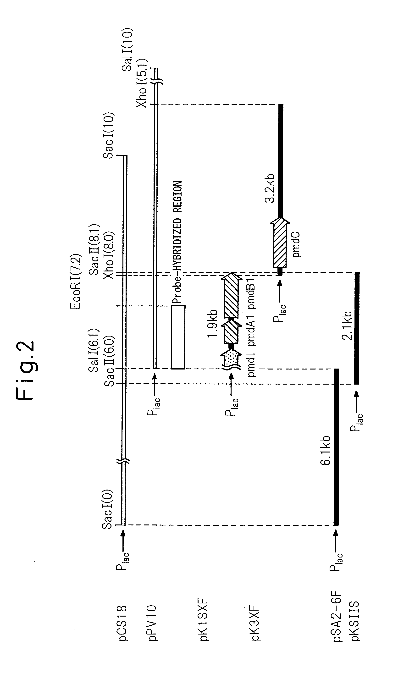 Gene-disrupted strain, recombinant plasmids, transformants and process for production of 3-carboxymuconolactone