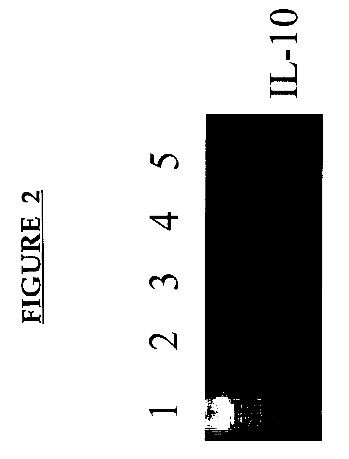 Methods of inhibiting immune response suppression by administering antibodies to OX-2