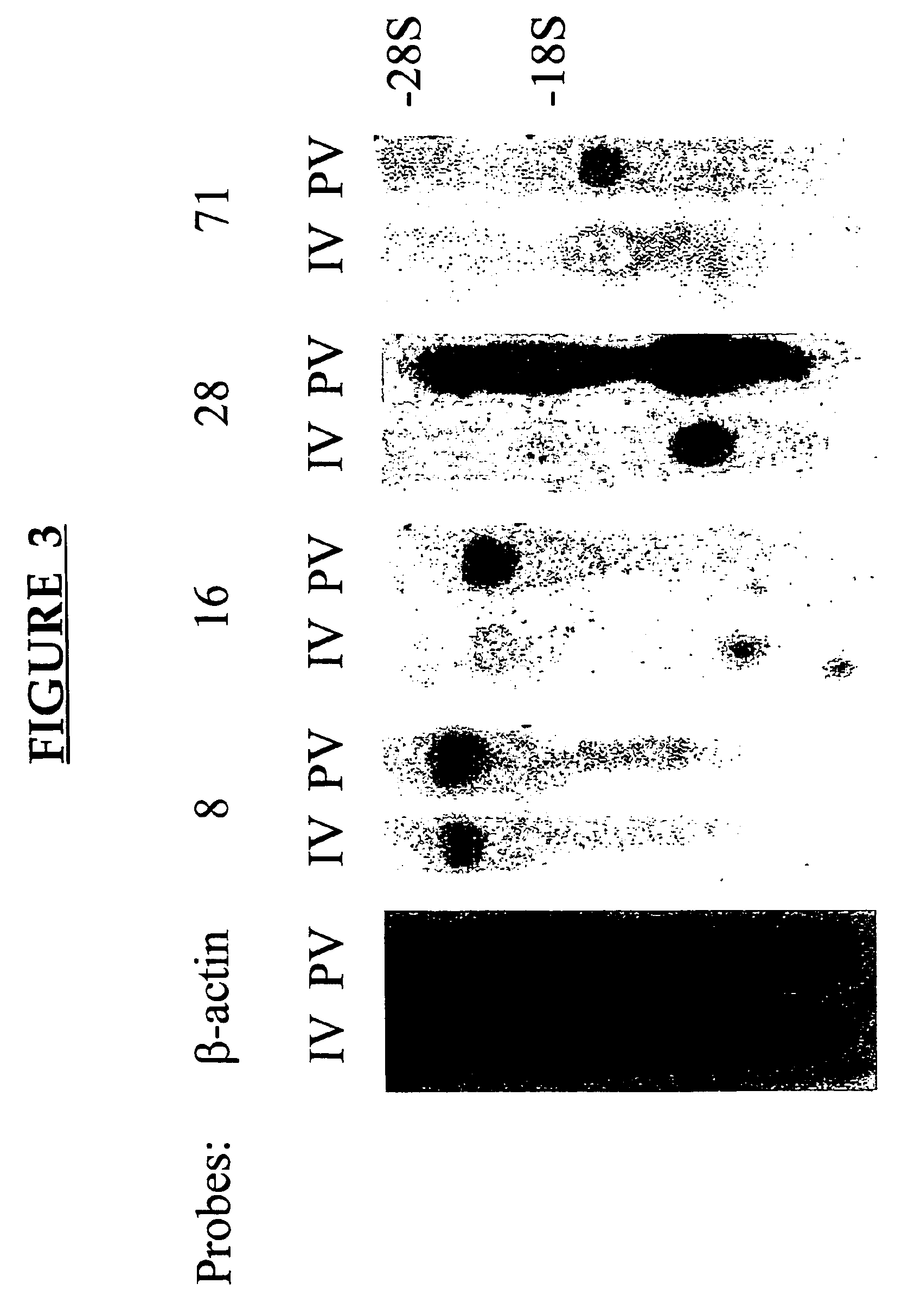 Methods of inhibiting immune response suppression by administering antibodies to OX-2