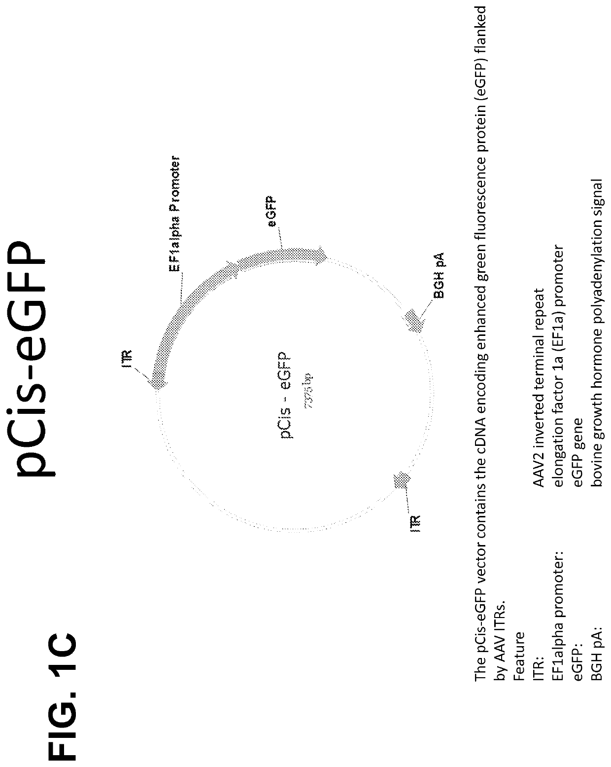 High titer recombinant AAV vector production in adherent and suspension cells