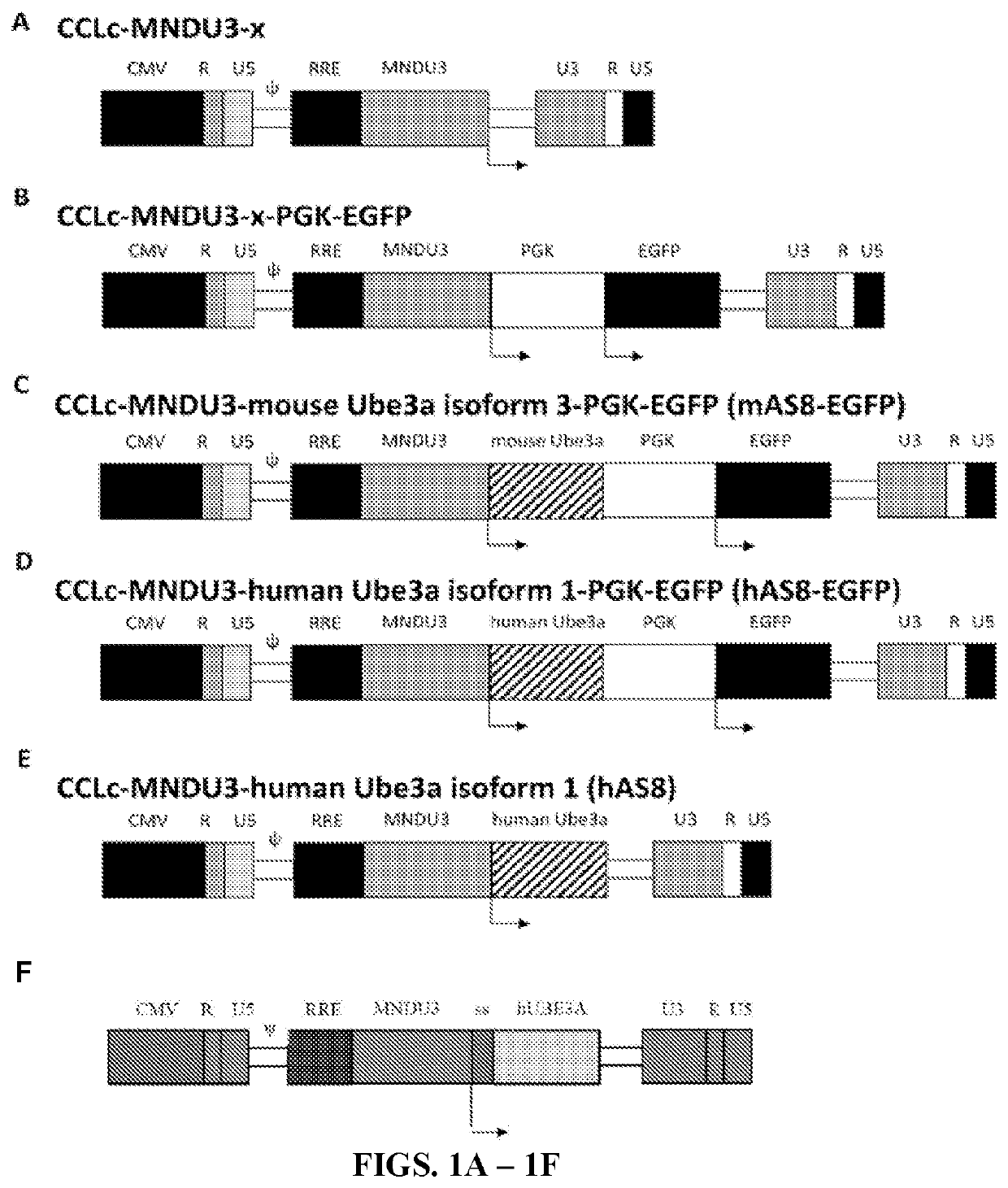 Ube3a for the treatment of angelman syndrome