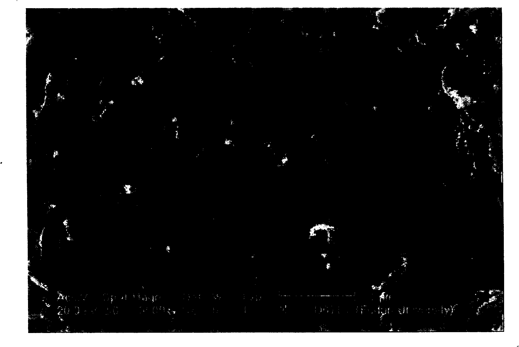 Glucolase electrode based on magnetic carbon nano-tube and preparation method thereof