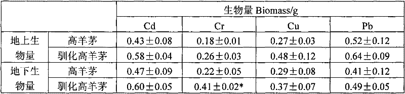 Method for improving heavy metal tolerance of tall fescue by domesticated plant seeds