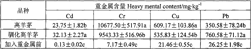 Method for improving heavy metal tolerance of tall fescue by domesticated plant seeds