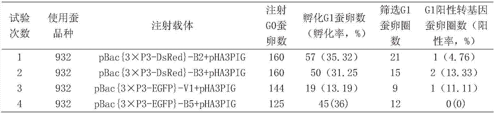 Method for manufacturing diapause transgenic silkworms through immediate corona