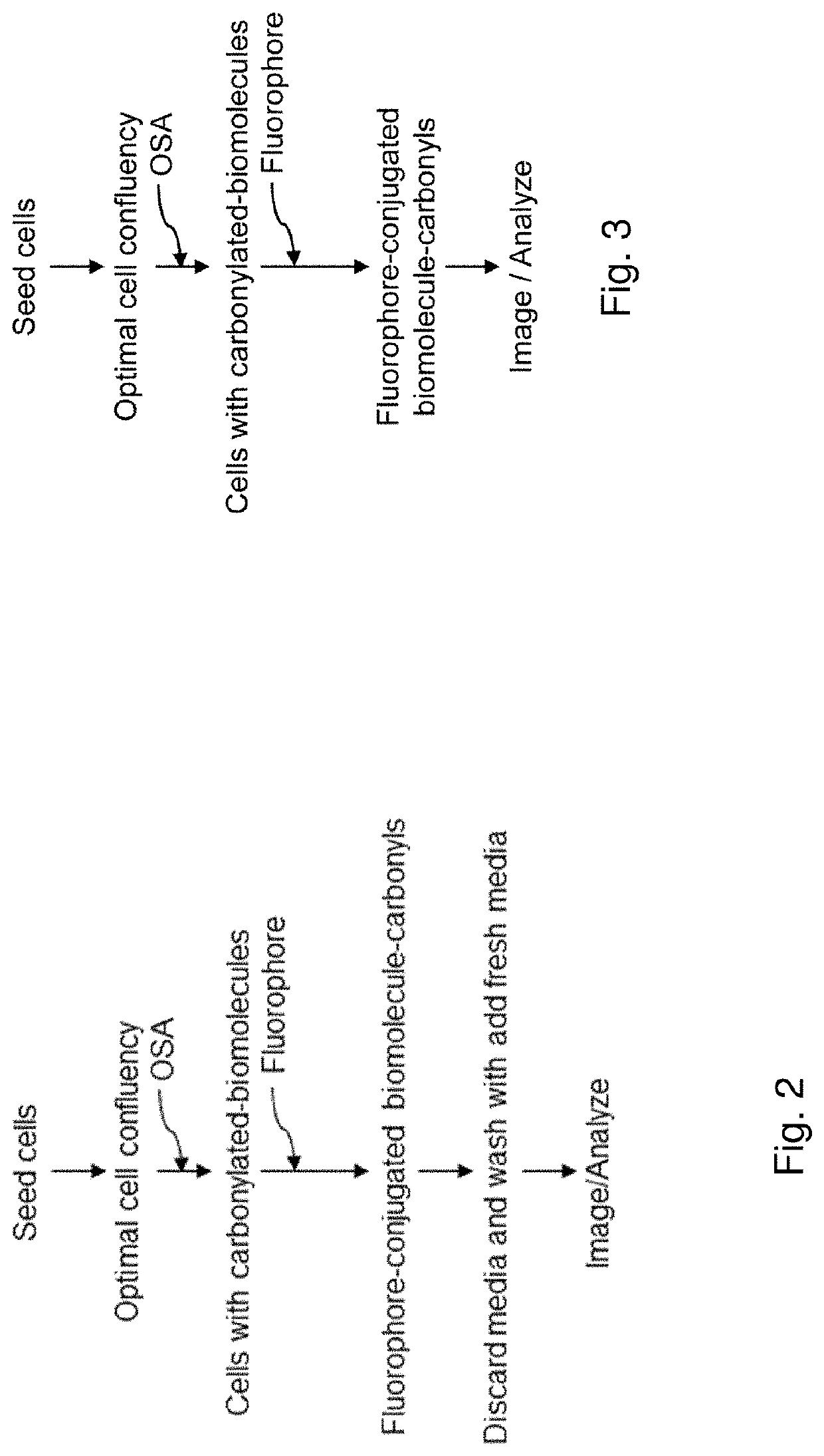 Methods and compositions for detection and visualization of oxidative stress-induced carbonylation in cells