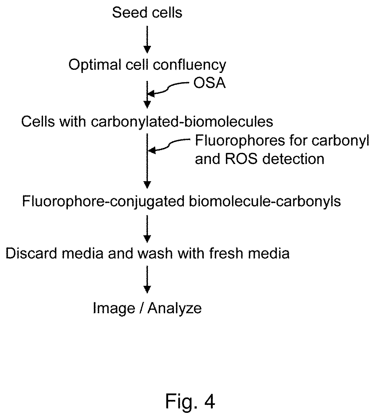 Methods and compositions for detection and visualization of oxidative stress-induced carbonylation in cells