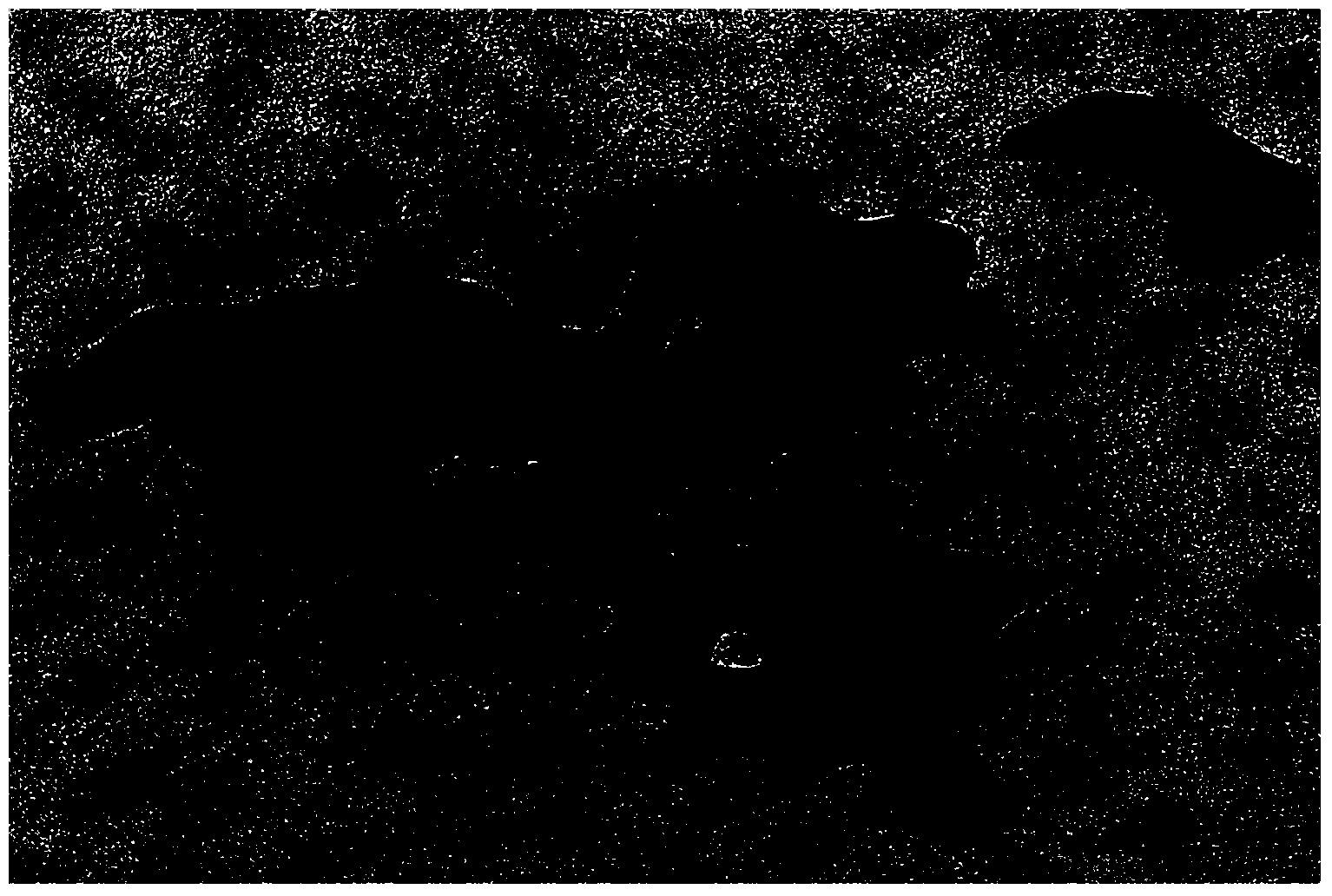 Method for manufacturing strepto-shaped cobalt platinum alloy by using octreotide acetate as template