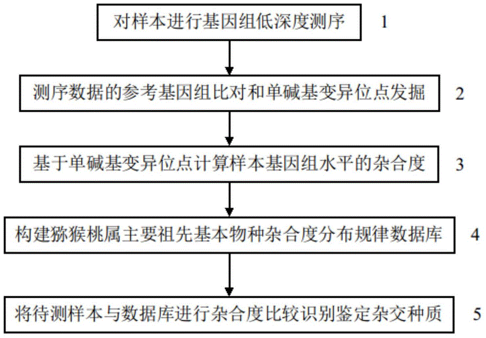 Method for identifying hybrid germplasm of actinidia based on genome heterozygosity