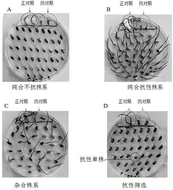 Method for screening or identifying herbicide-resistant rice via agarose matrix