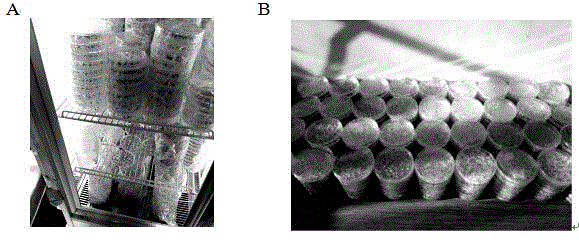 Method for screening or identifying herbicide-resistant rice via agarose matrix