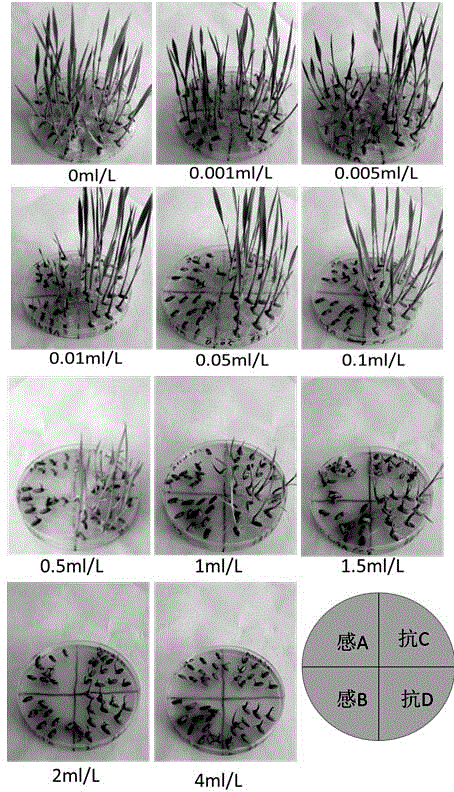 Method for screening or identifying herbicide-resistant rice via agarose matrix