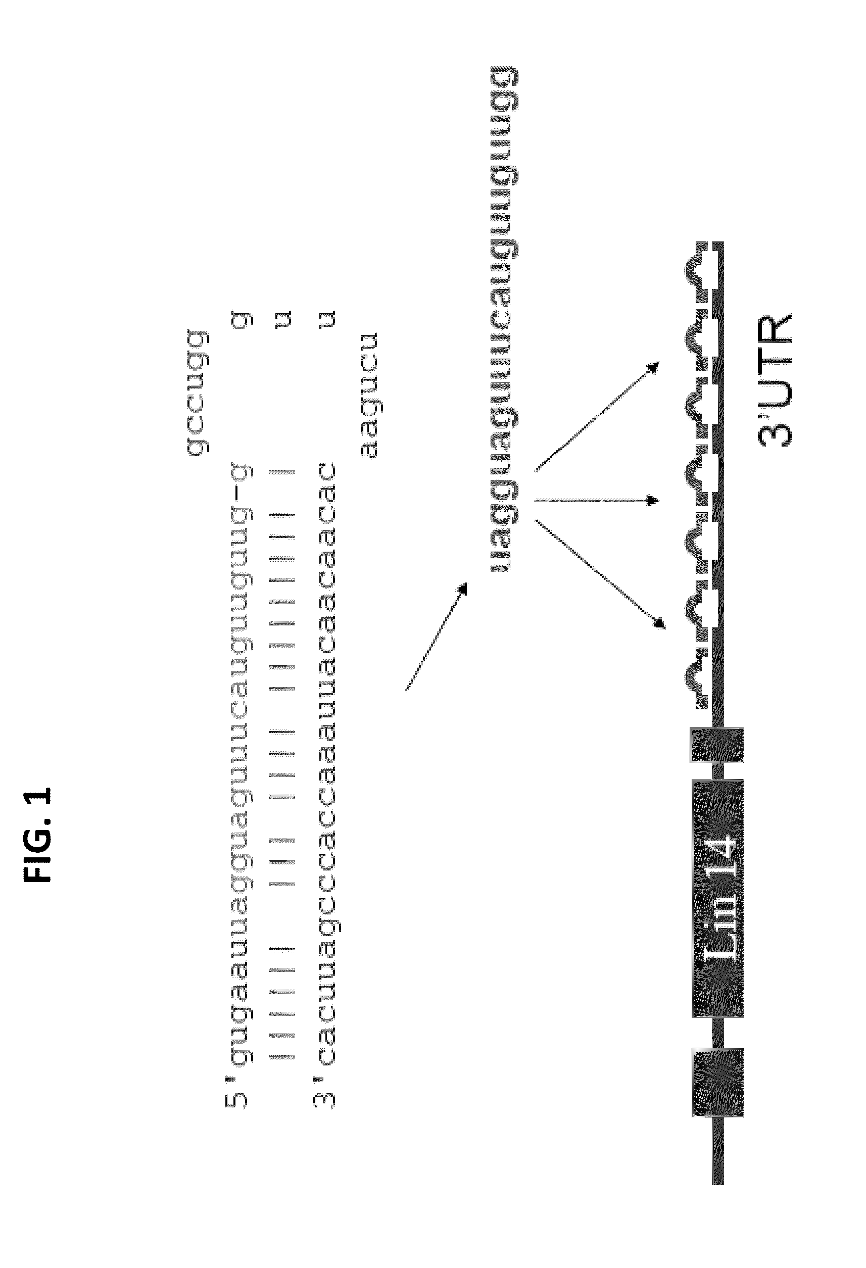 DOWNREGULATION OF miR-218 MAY BE USED AS A BIOMARKER FOR HUMAN ALS