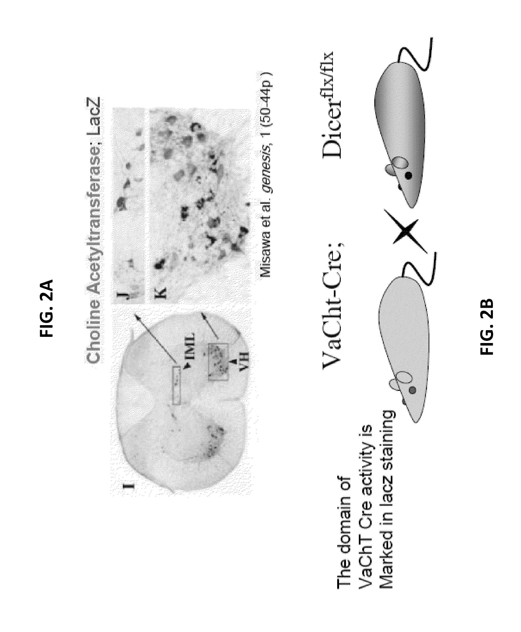 DOWNREGULATION OF miR-218 MAY BE USED AS A BIOMARKER FOR HUMAN ALS