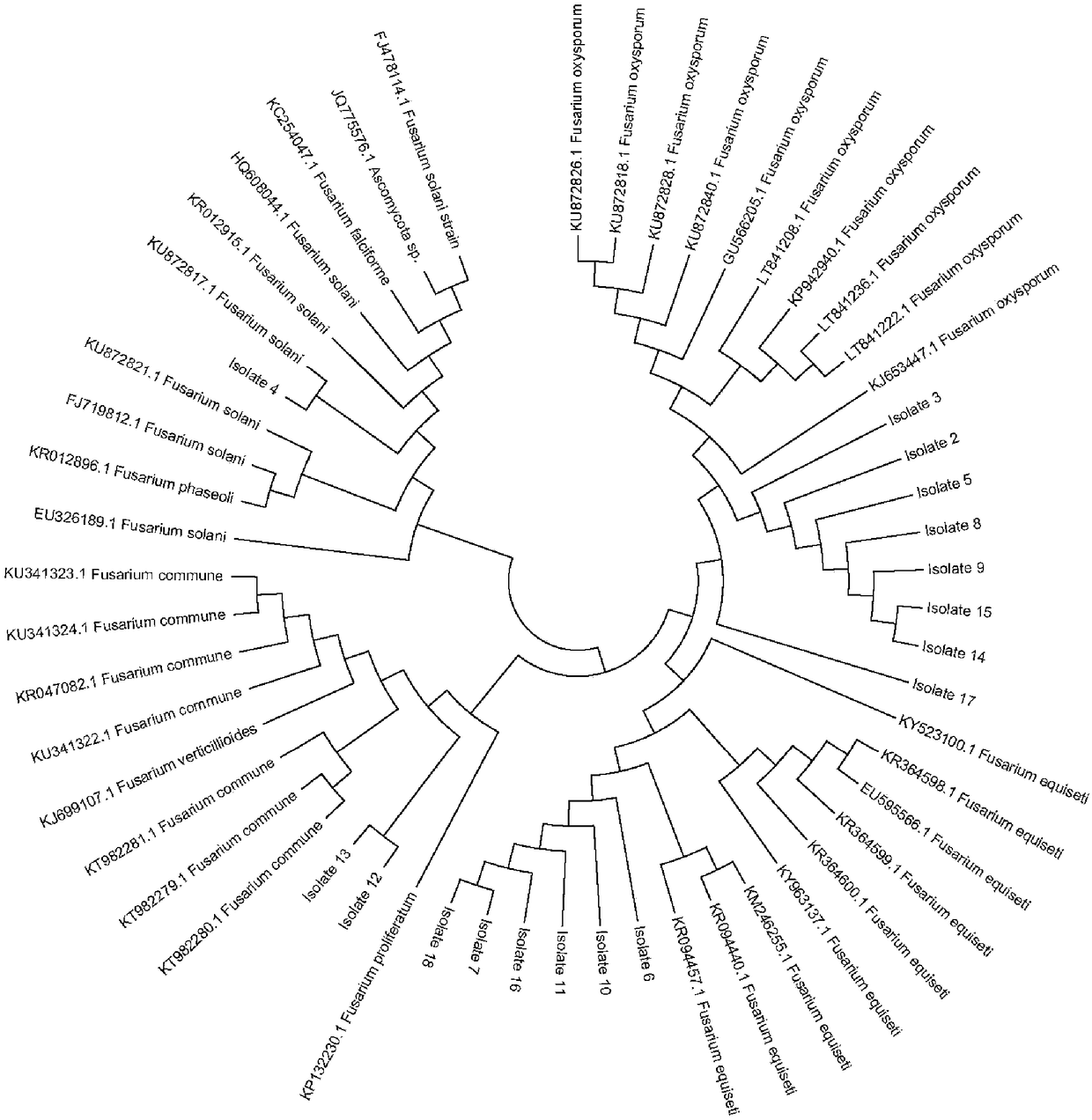 Method for authenticating and distinguishing fusarium culture causing soybean root rot