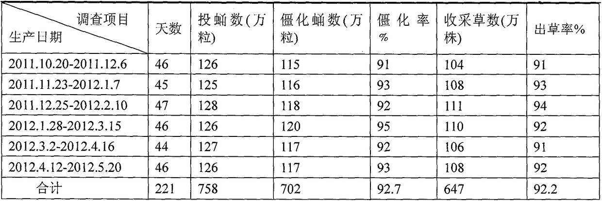 A kind of large-scale cultivation method of Cordyceps militaris