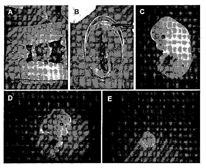 Method for structuring model for culturing genital tubercle organ for urethra ectogenesis