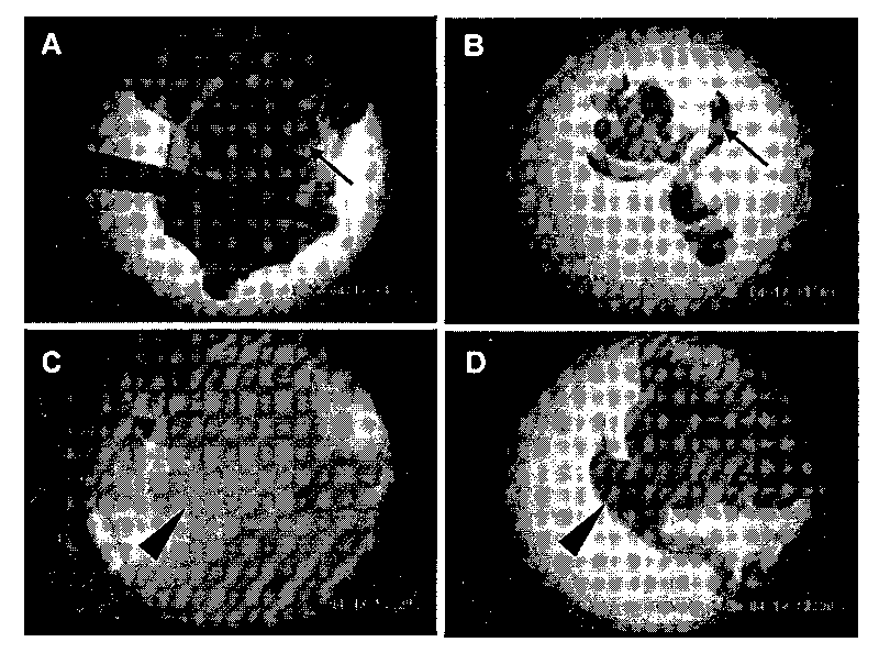 Method for structuring model for culturing genital tubercle organ for urethra ectogenesis