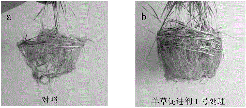 Leymus chinensis accelerant and application thereof