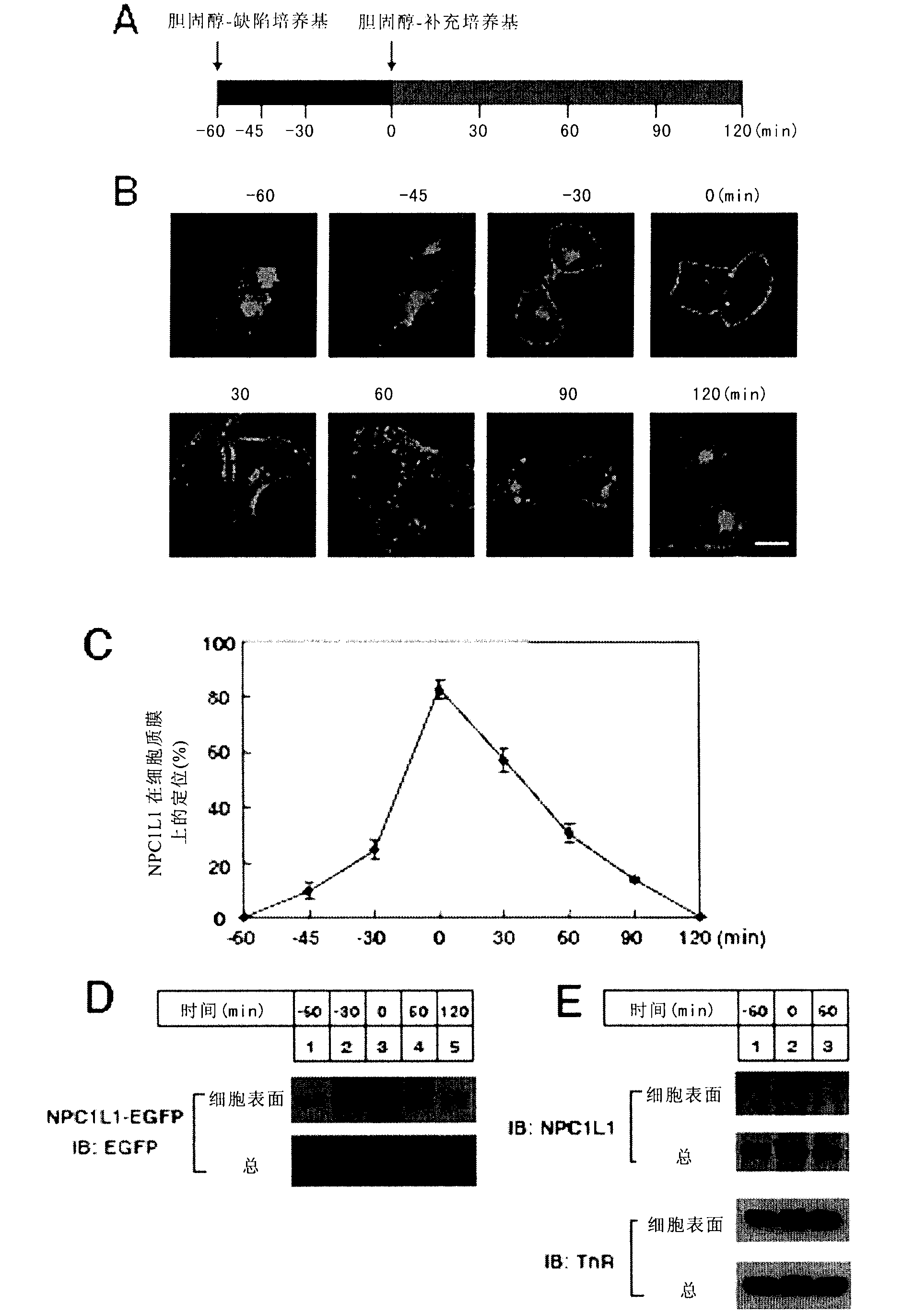 Method for screening new drug for lowering cholesterol based on analysis of change of NPC1L1 protein subcellular localization