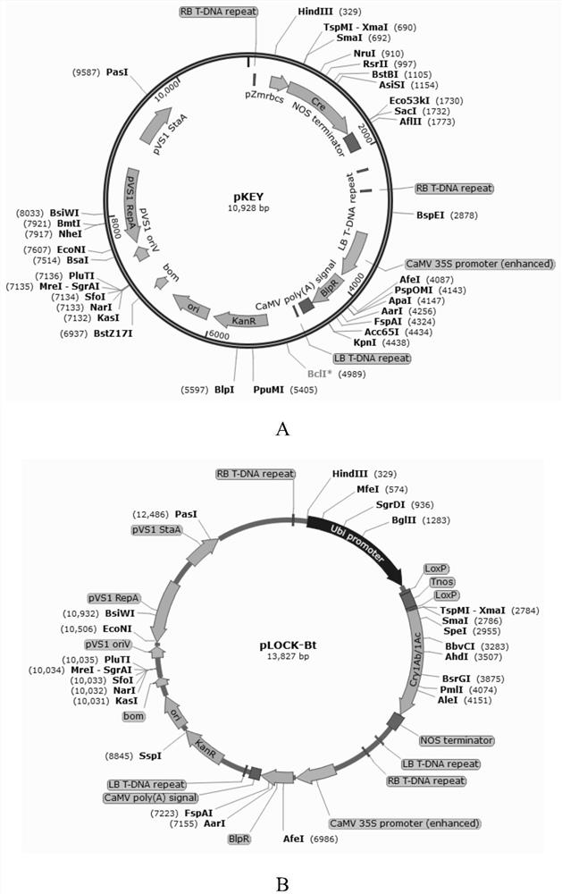 Gene switch system for directional expression of insect-resistant and/or herbicide-resistant genes of corn as well as construction method and application of gene switch system