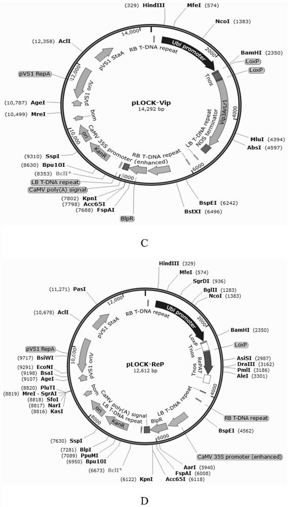 Gene switch system for directional expression of insect-resistant and/or herbicide-resistant genes of corn as well as construction method and application of gene switch system