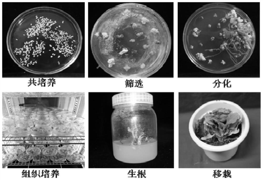 Gene switch system for directional expression of insect-resistant and/or herbicide-resistant genes of corn as well as construction method and application of gene switch system