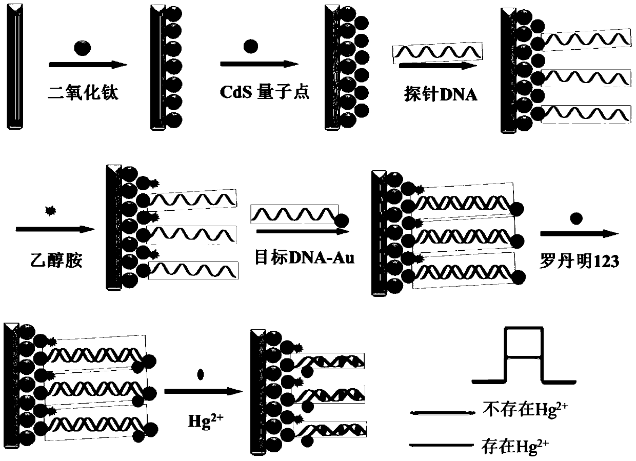 Preparation method and application of photoelectric sensor and working electrode thereof