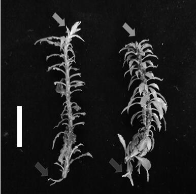 Efficient cutting propagation method for huperzia serrata under natural conditions