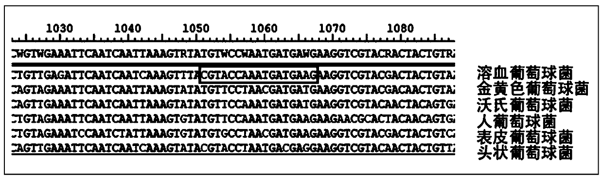 Kit for detecting staphylococcus haemolyticus