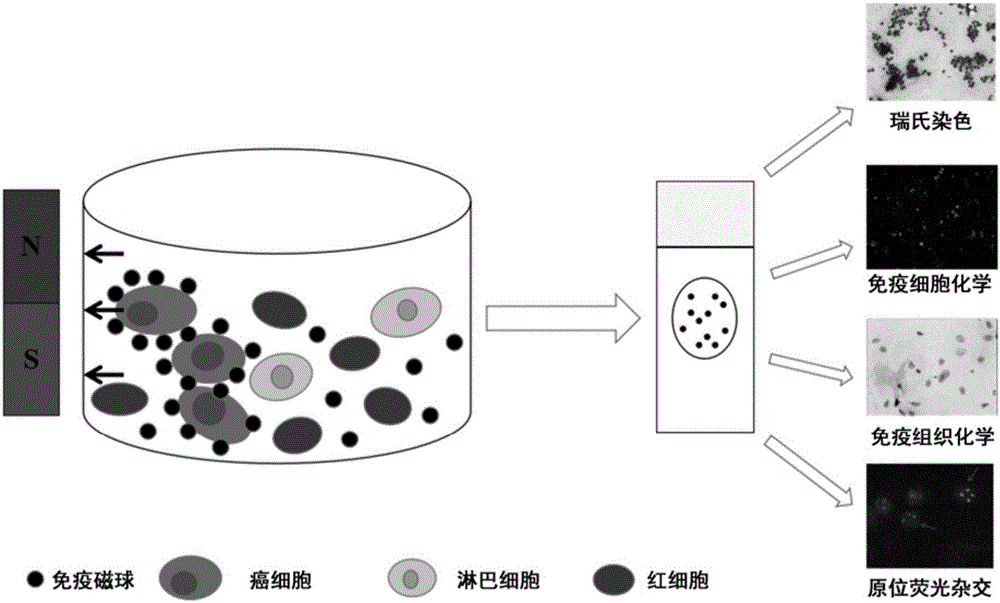 Lymph node metastasis carcinoma diagnostic method based on immunomagnetic beads and kit