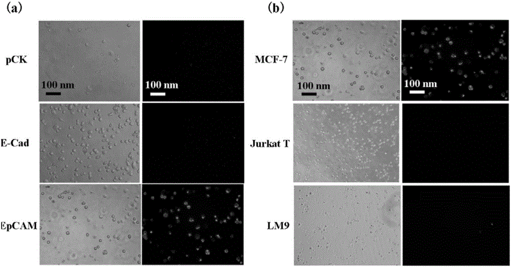 Lymph node metastasis carcinoma diagnostic method based on immunomagnetic beads and kit