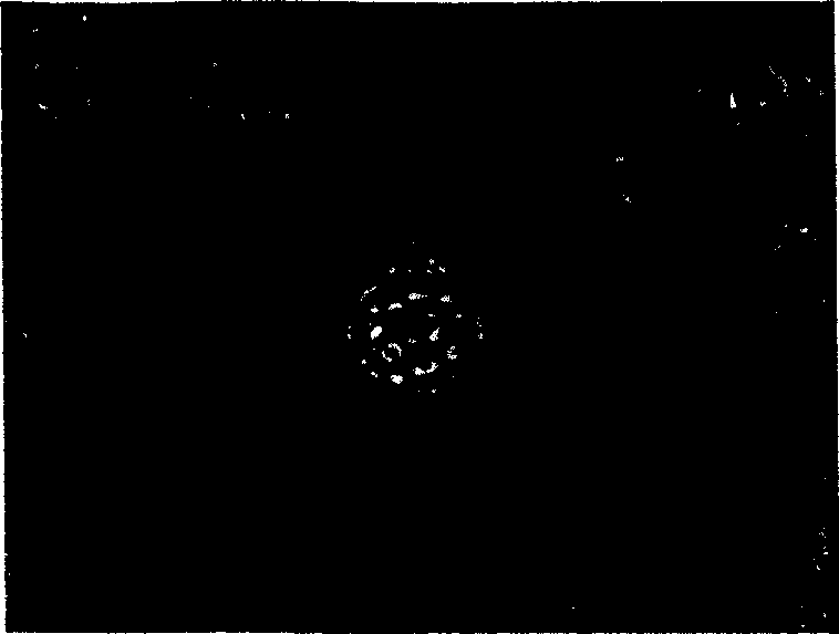 Method of separating derma epidermis stem cell