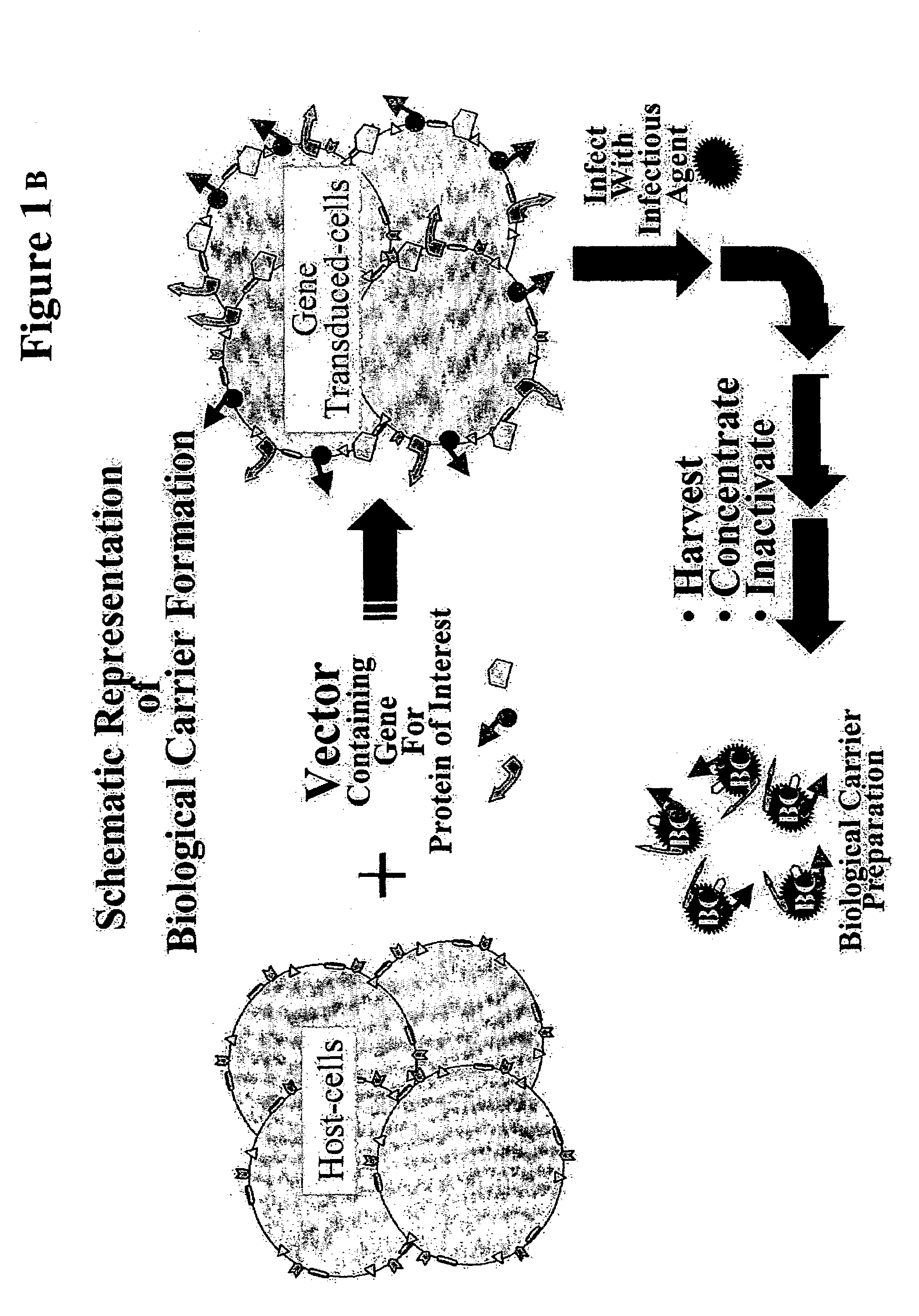 Production of "biological carriers" for induction of immune responses and inhibition of viral replication