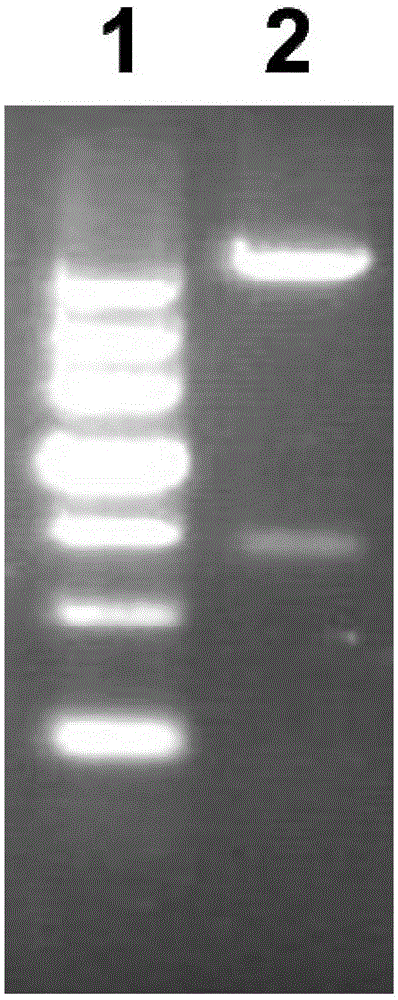 Pseudomonas aeruginosa recombinant protein Vac11 as well as preparation method and application