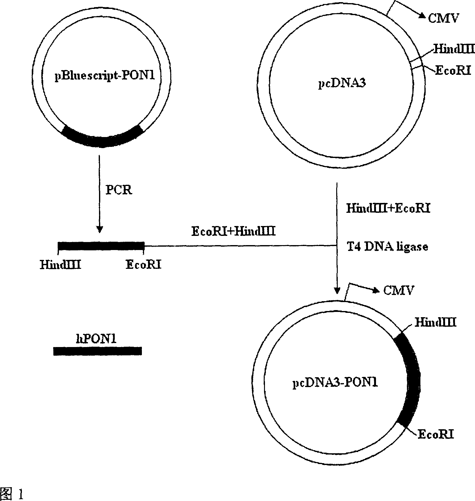 Construction and use of Q-type human paraoxonase 1 gene expression vector