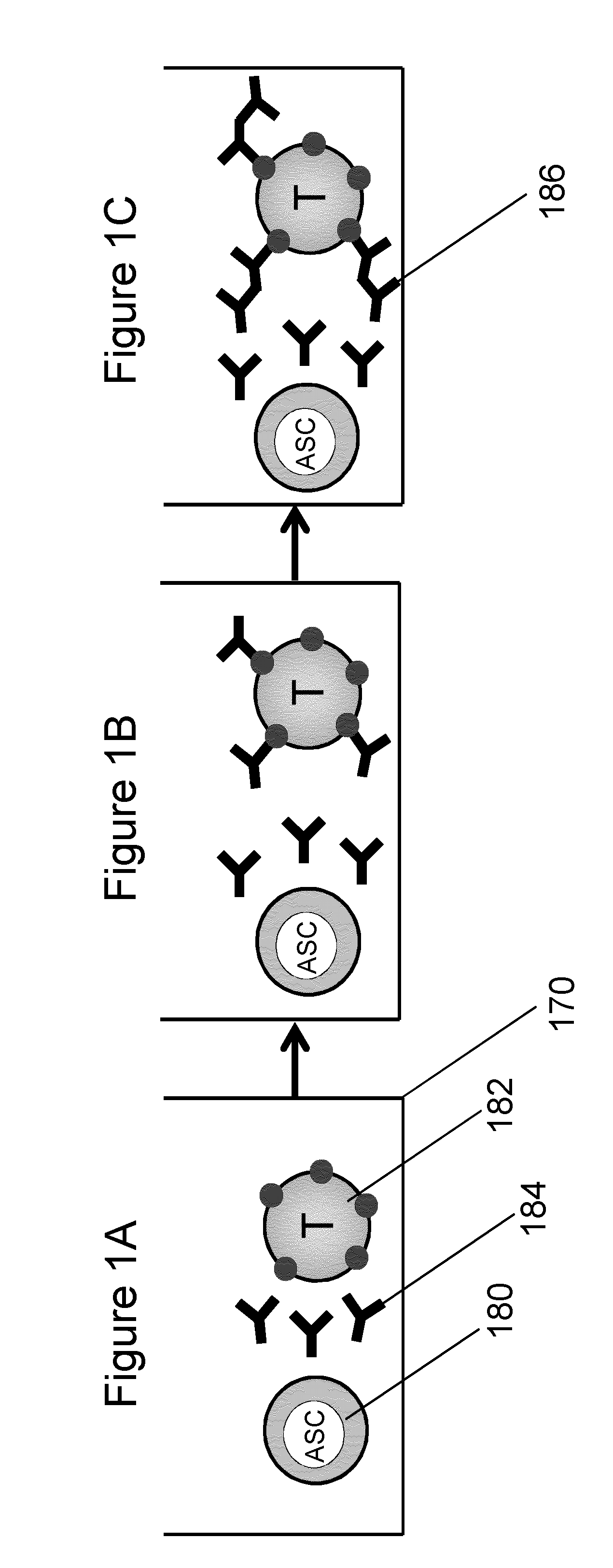 Rapid screening of monoclonal antibodies