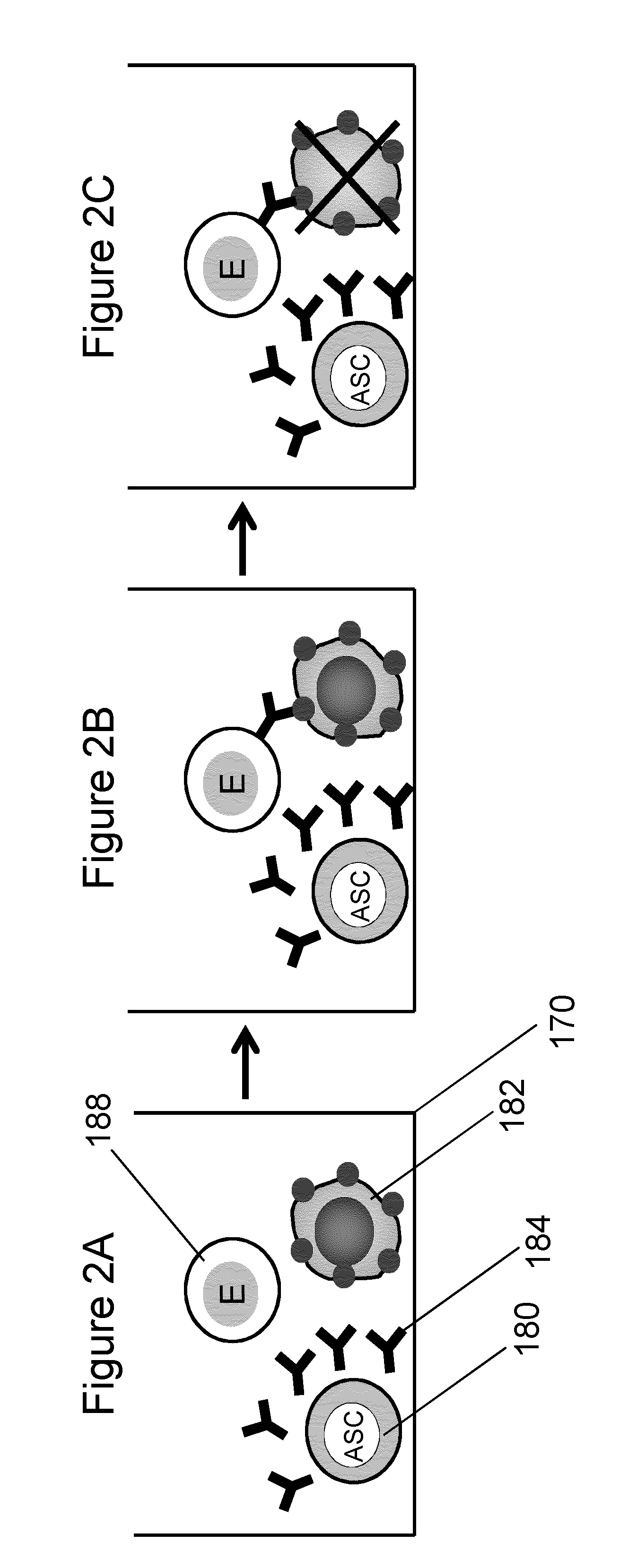 Rapid screening of monoclonal antibodies