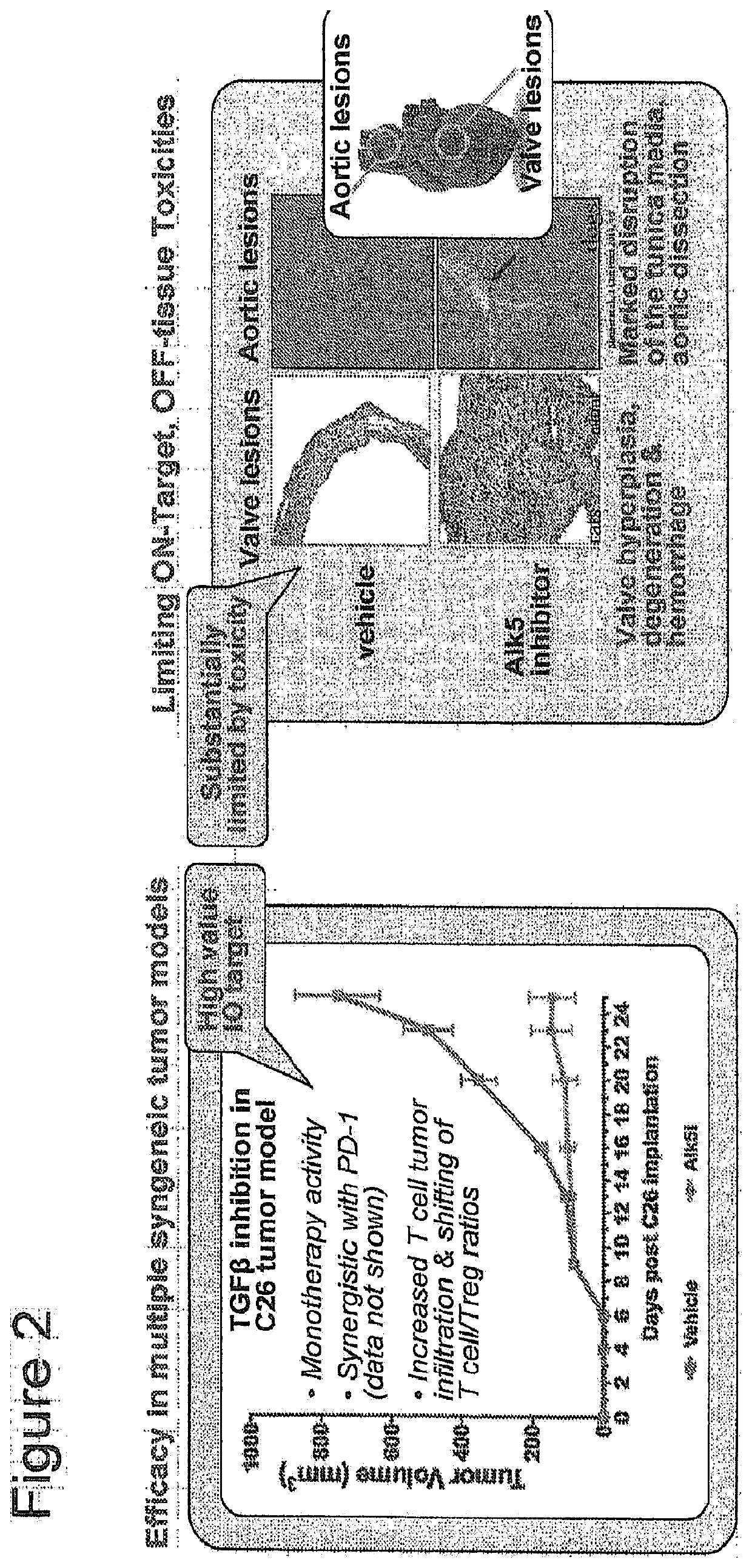 Conditionally effective bispecific therapeutics