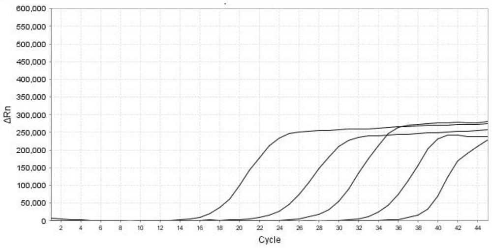 Primer and probe composition and real-time fluorescent quantitative PCR (polymerase chain reaction) kit for para-influenza virus typing detection