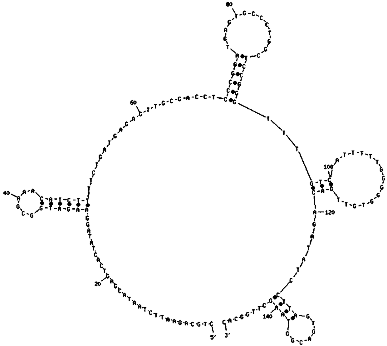 Aptamer for vibrio vulnificus recognition and screening method and application thereof