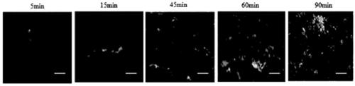 Aptamer for vibrio vulnificus recognition and screening method and application thereof