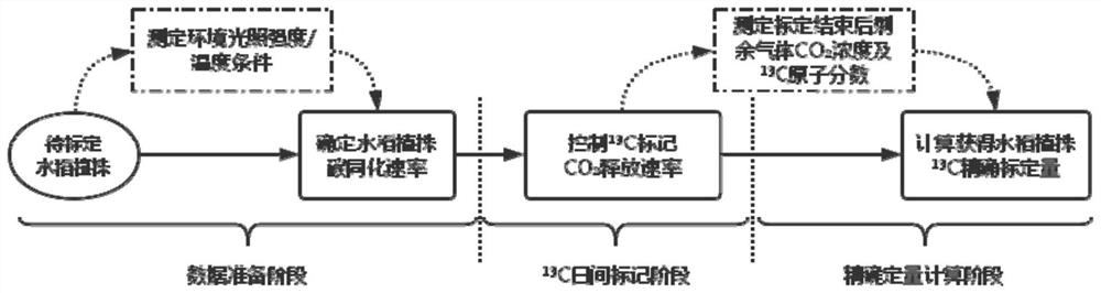 Rice plant carbon isotope field in-situ calibration method