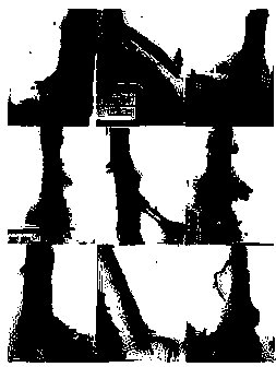 Cutting propagation method for rhizomes of amomum villosum