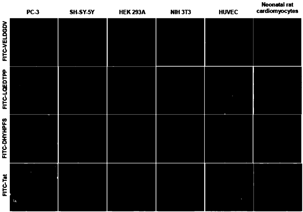 Cell-penetrating peptide with negative charge and application thereof as intracellular transport carrier