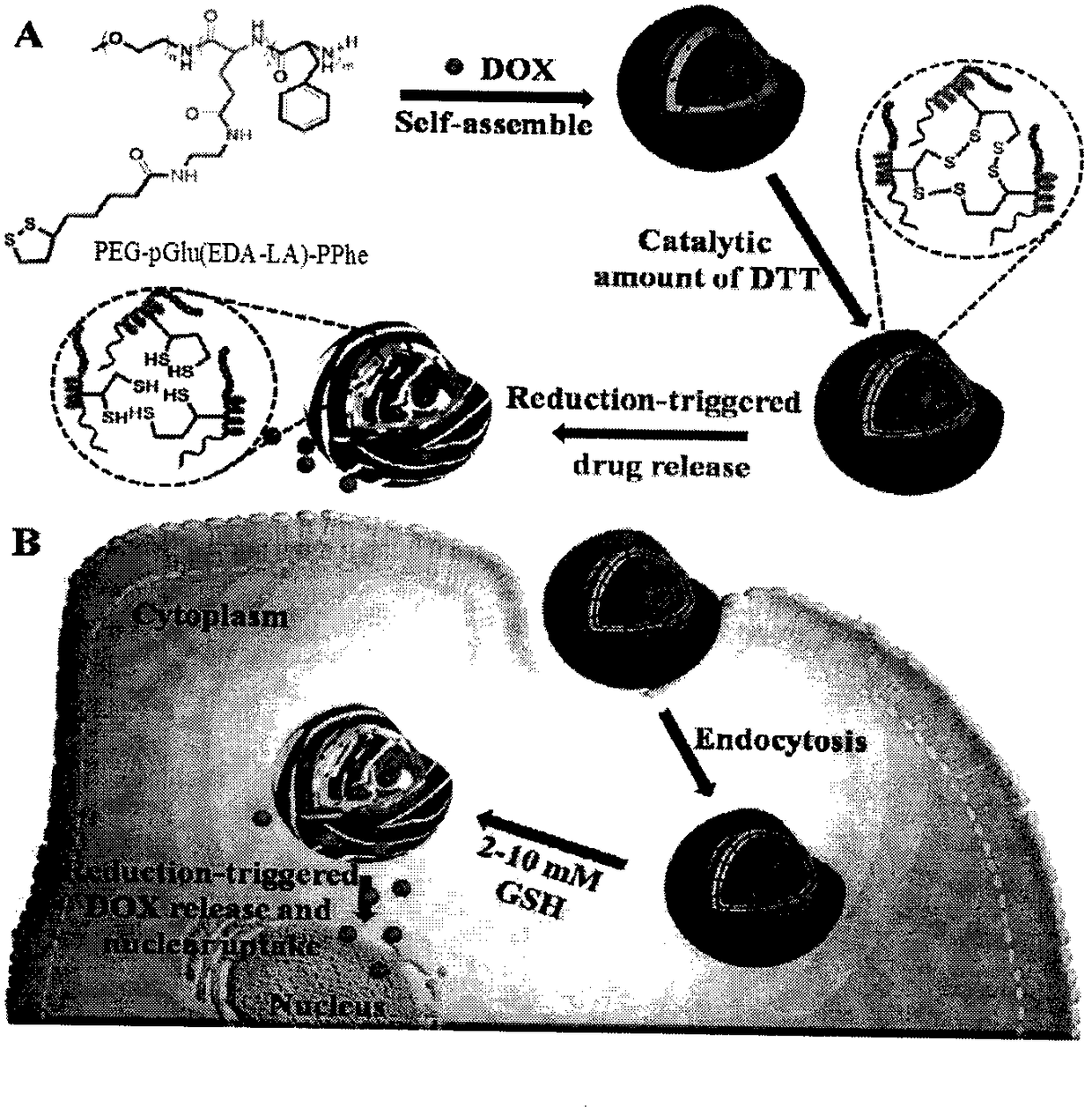 Preparation and Application of Polyethylene Glycol-Polyamino Acid Block Copolymer Modified by Lipoic Acid