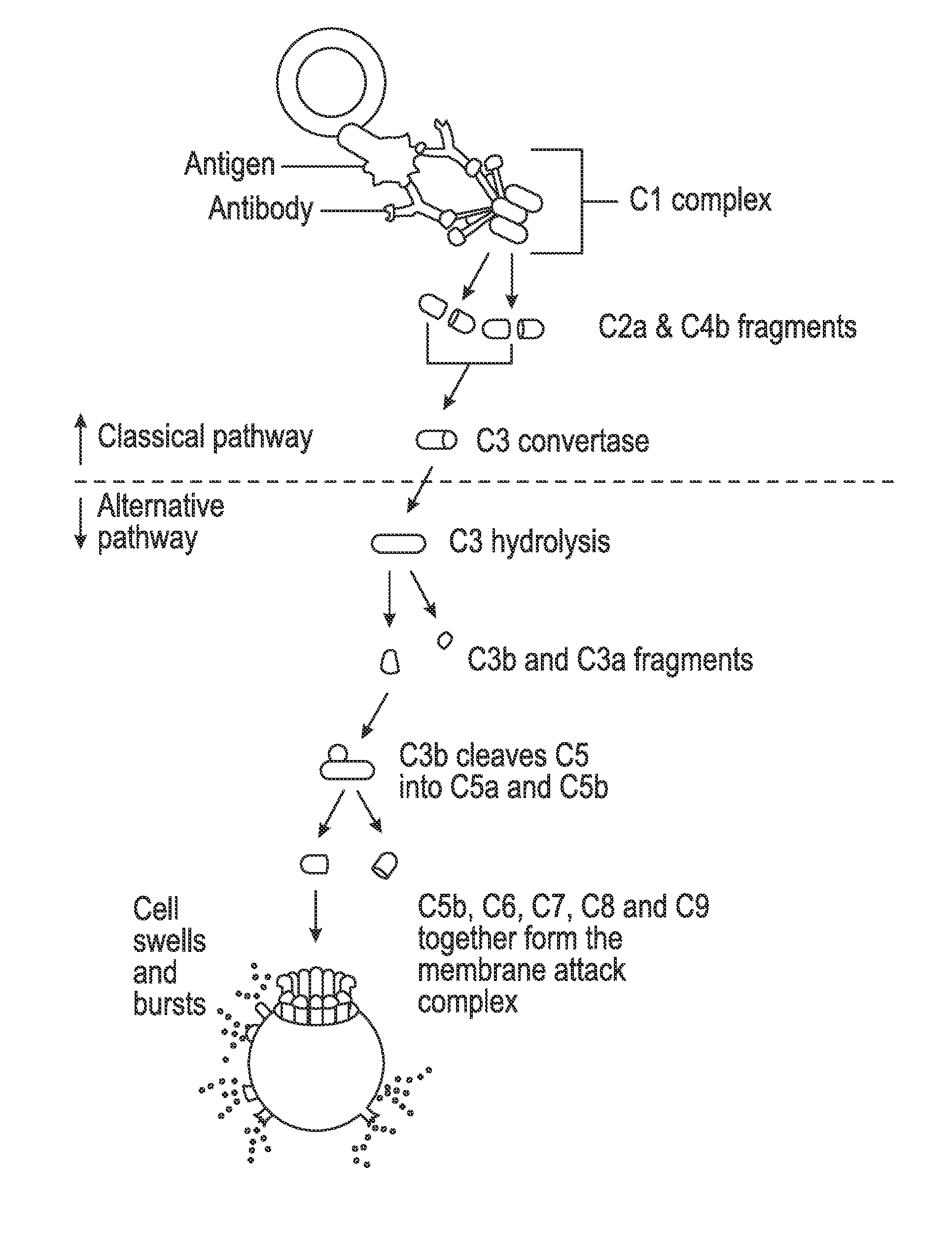 Compositions and Methods for the Treatment of Hepatic Diseases and Disorders