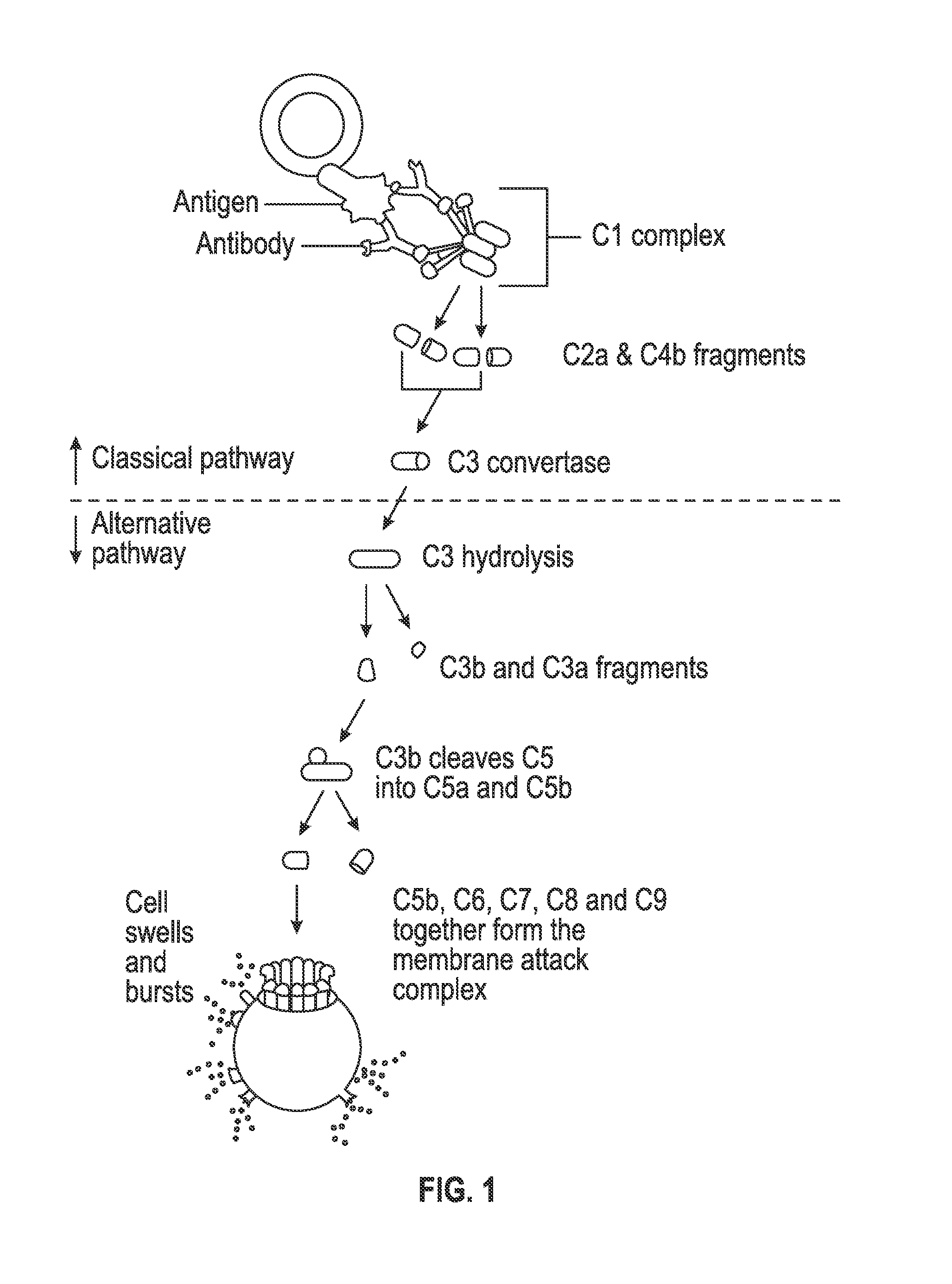 Compositions and Methods for the Treatment of Hepatic Diseases and Disorders