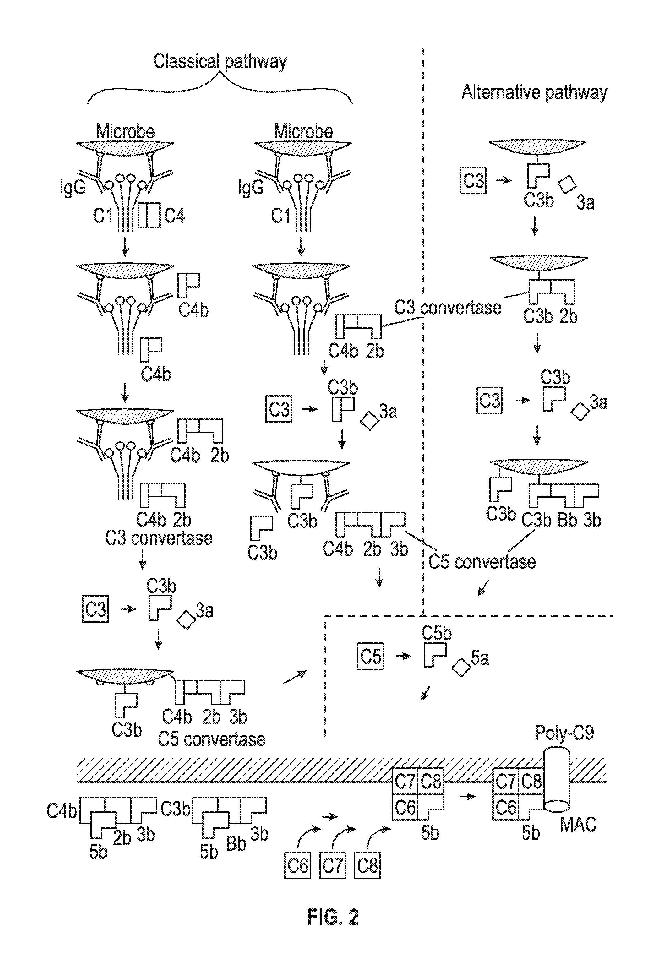 Compositions and Methods for the Treatment of Hepatic Diseases and Disorders